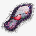 草履虫png免抠素材_新图网 https://ixintu.com 手绘 生物 草履虫P