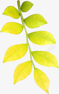 黄色清新春季树叶素材