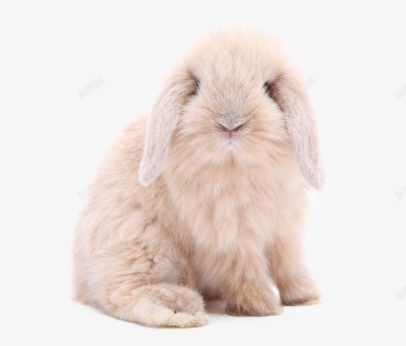 萌萌哒垂耳兔png免抠素材_新图网 https://ixintu.com 动物 可爱的垂耳兔 垂耳兔 垂耳兔动物