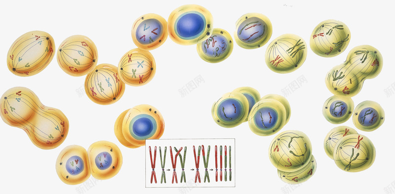 生物细胞遗传物质png免抠素材_新图网 https://ixintu.com 有丝分裂 生物学插图 细胞分裂 遗传物质