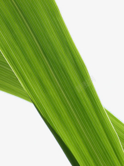 绿色美国甘蔗叶子素材