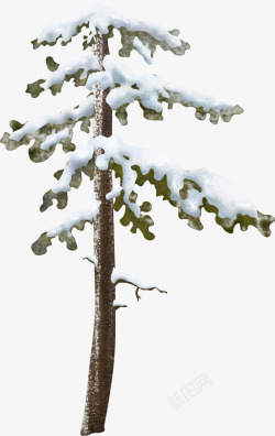 冰雪覆盖的松树素材