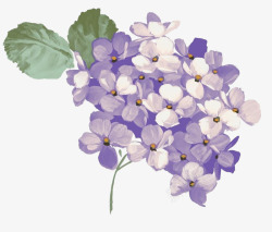 紫白相间手绘紫薇花高清图片