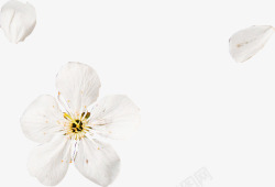 白色桃花桃花高清图片