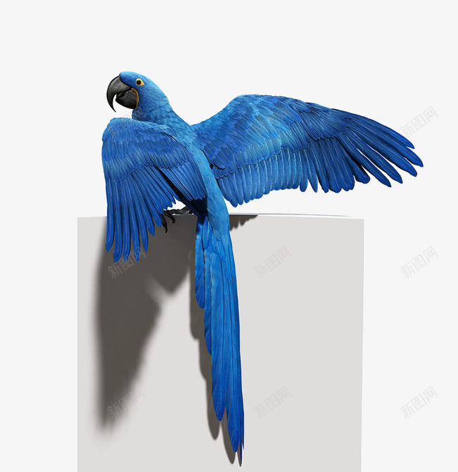 蓝色的鹦鹉png免抠素材_新图网 https://ixintu.com 蓝色 鸟类 鹦鹉