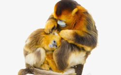 猴子妈妈2017金丝猴实拍高清图片