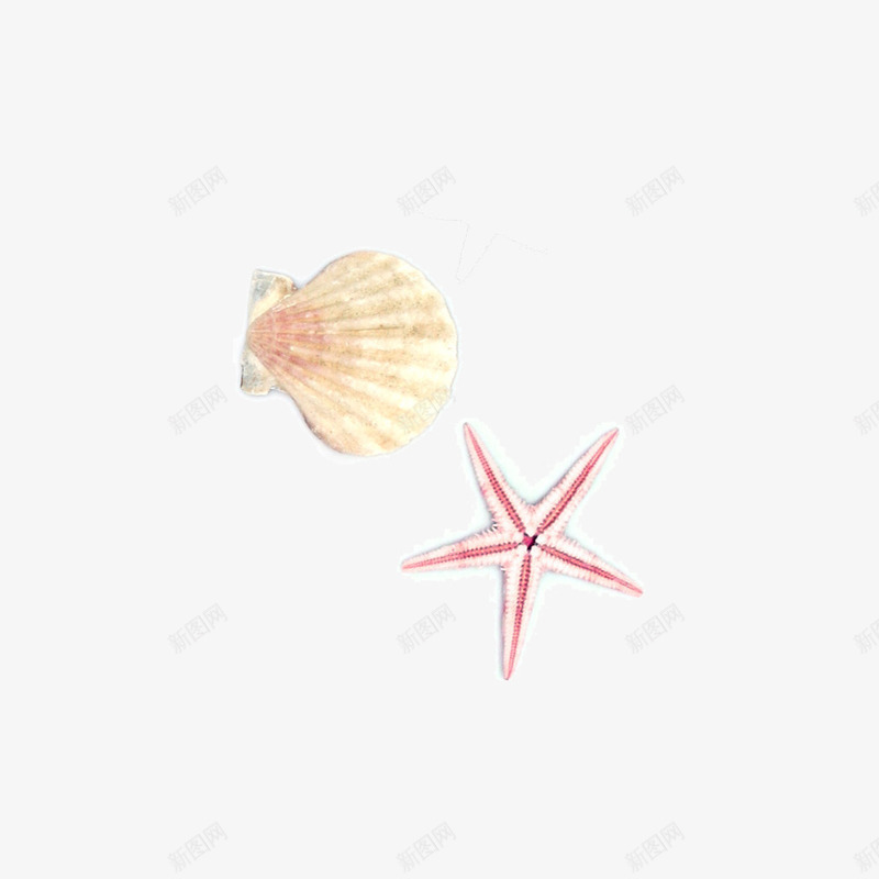 手绘贝壳海星png免抠素材_新图网 https://ixintu.com 卡通 手绘 海星 海里 白色的 简图 粉色的 贝壳