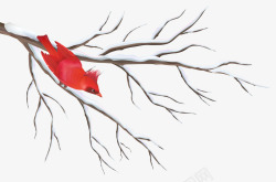 红鸟被雪覆盖的树枝和红鸟高清图片