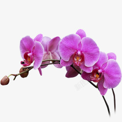淡紫色的蝴蝶兰浪漫高清图片