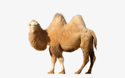 骆驼科生物沙漠骆驼高清图片