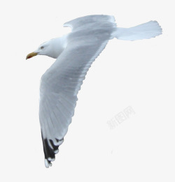 娴烽笩飞行的海鸥高清图片