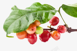 成熟果实一串成熟带叶子和水滴的咖啡果实高清图片