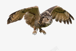 猎物警惕飞行的猫头鹰高清图片