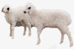 长毛羊盐池滩羊双胞胎高清图片