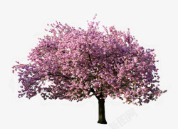 粉红树樱花树高清图片