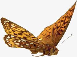 蝶类素材飞行中的飞蛾高清图片