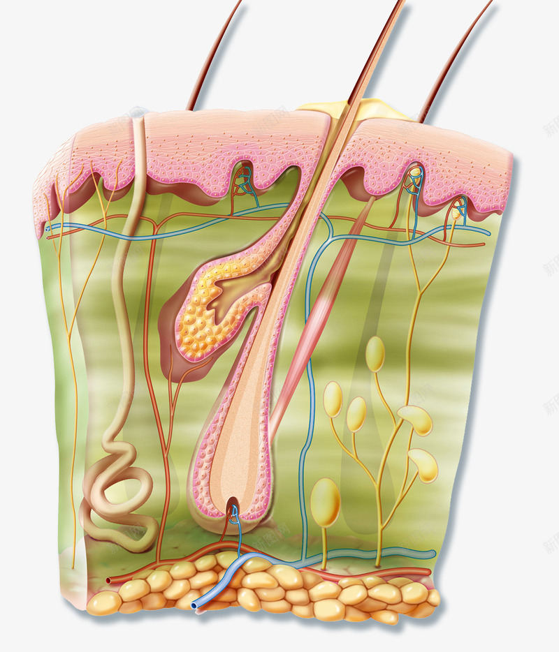 人体肌肉结缔组织png免抠素材_新图网 https://ixintu.com 医学插图 汗腺 皮肤结构 皮脂