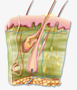 汗腺结构人体肌肉结缔组织高清图片