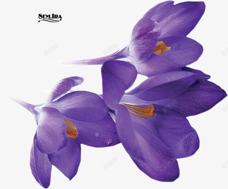 艺术花朵装饰png免抠素材_新图网 https://ixintu.com 淘宝 番红花 素材 紫色 艺术 花朵 装饰