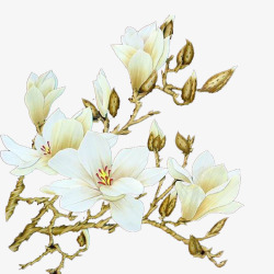 静物花朵玉兰花高清图片