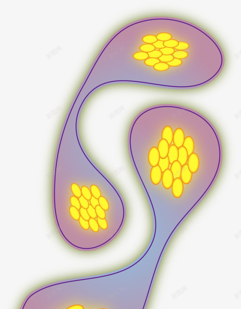 蛋白质分裂细胞png免抠素材_新图网 https://ixintu.com 显微镜 生物医疗 生物学 生物研究 真菌 细胞 细胞高清大图 细菌 蛋白质细胞