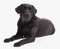 纯种狗狗黑色拉布拉多犬高清图片