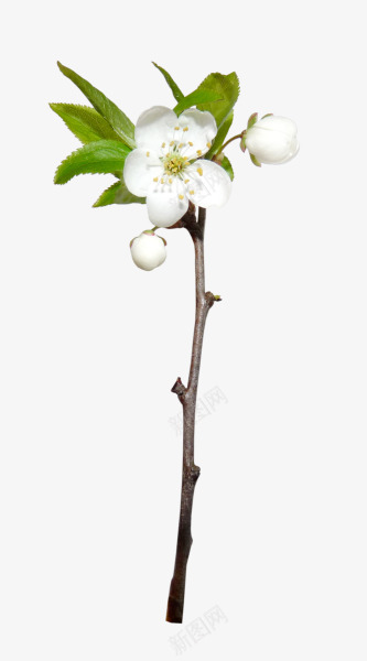 白色花朵花枝绿色叶子png免抠素材_新图网 https://ixintu.com 叶子 白色 绿色 花朵 花枝