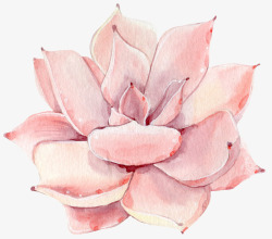 肉粉色内衣手绘粉色植物多肉高清图片