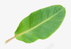 热带植物绿叶芭蕉叶高清图片