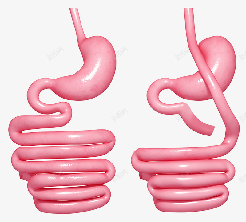 胃部对比医疗插图png免抠素材_新图网 https://ixintu.com 医疗插图 器官 对比图 小肠 胃肠
