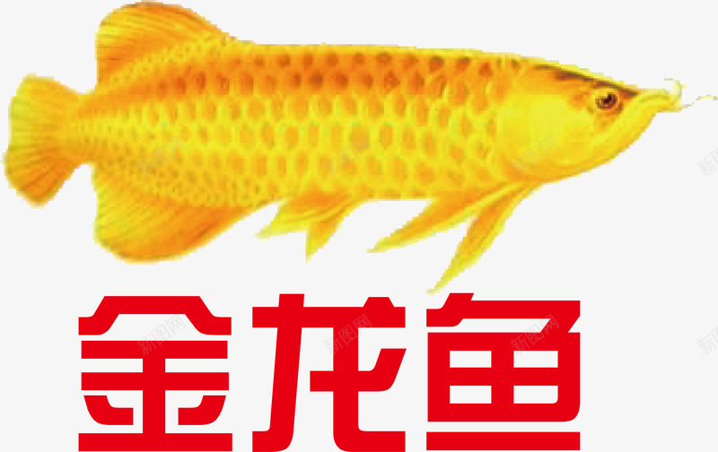 金龙鱼logo图标png_新图网 https://ixintu.com logo 企业LOGO标志矢量 企业商标 图标 标志 标志图集 标识 金龙鱼