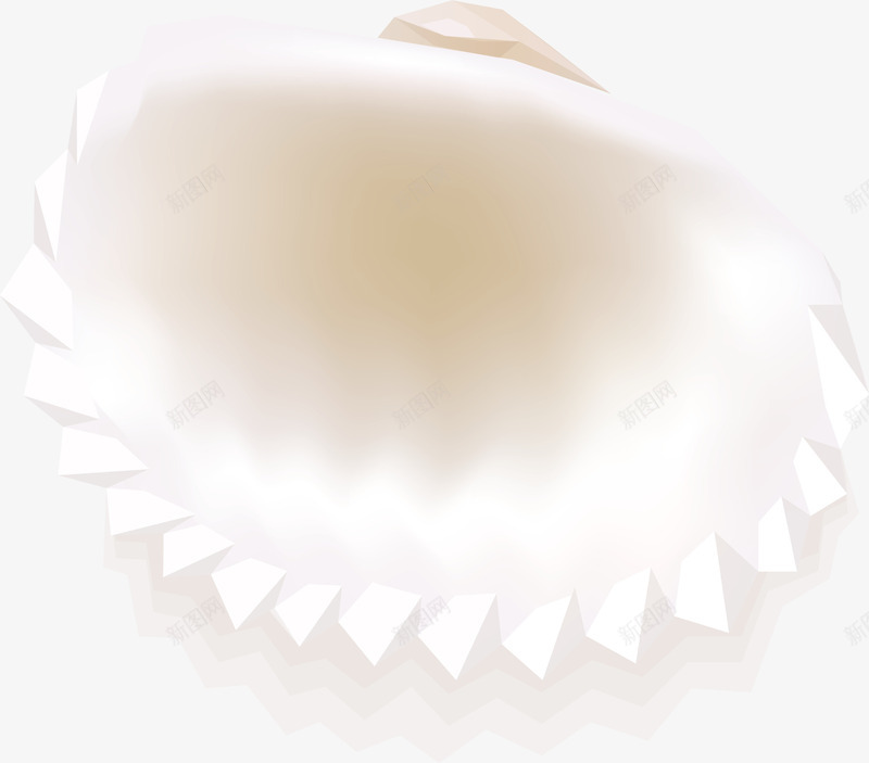 白色的贝壳png免抠素材_新图网 https://ixintu.com png图形 png装饰 海产品 花纹 装饰 贝壳