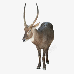 常见高原动物藏羚羊高清图片