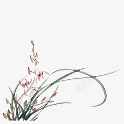 花草叶子手绘兰草实物简图高清图片