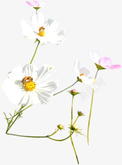 白粉色清新春季小花植物png免抠素材_新图网 https://ixintu.com 春季 植物 清新 粉色