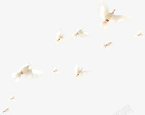 白色白鸽飞行美景素材