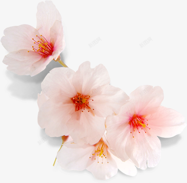 粉色淡雅花朵植物png免抠素材_新图网 https://ixintu.com 植物 淡雅 粉色 花朵 设计