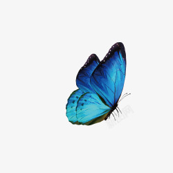 蝴蝶茧毛毛虫的进化高清图片