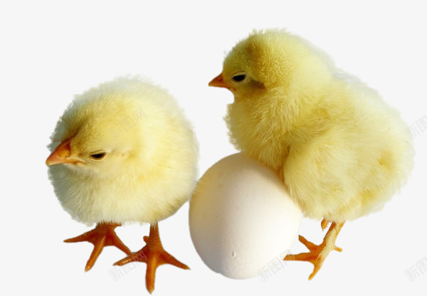 小鸡和蛋png免抠素材_新图网 https://ixintu.com 孵蛋 小鸡 鸡蛋 黄色可爱小鸡