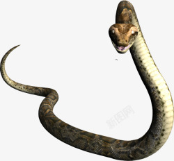 蛇尾巴立起来的蛇高清图片