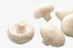 纯洁的白蘑菇实物图素材