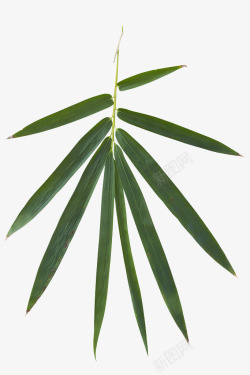 翠竹竹子叶高清图片