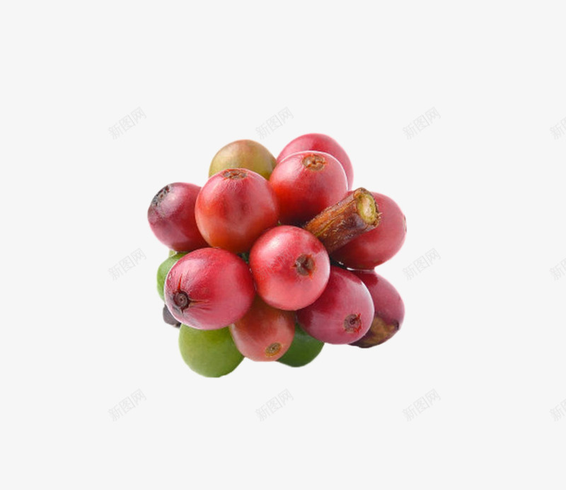 红色成熟的一串咖啡果实物png免抠素材_新图网 https://ixintu.com 一堆 咖啡属 咖啡族 咖啡果 果实 植物界 浆果 种子 茂盛 食物 龙胆目