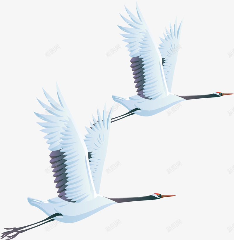 两只天鹅png免抠素材_新图网 https://ixintu.com 天鹅 白天鹅 矢量装饰 翅膀 装饰 鸟