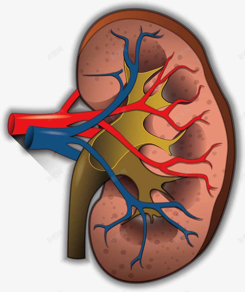 肾脏元素矢量图ai免抠素材_新图网 https://ixintu.com png 元素 医药 卡通 生物医药 肾脏 矢量图