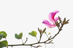 植物树叶一朵紫荆高清图片