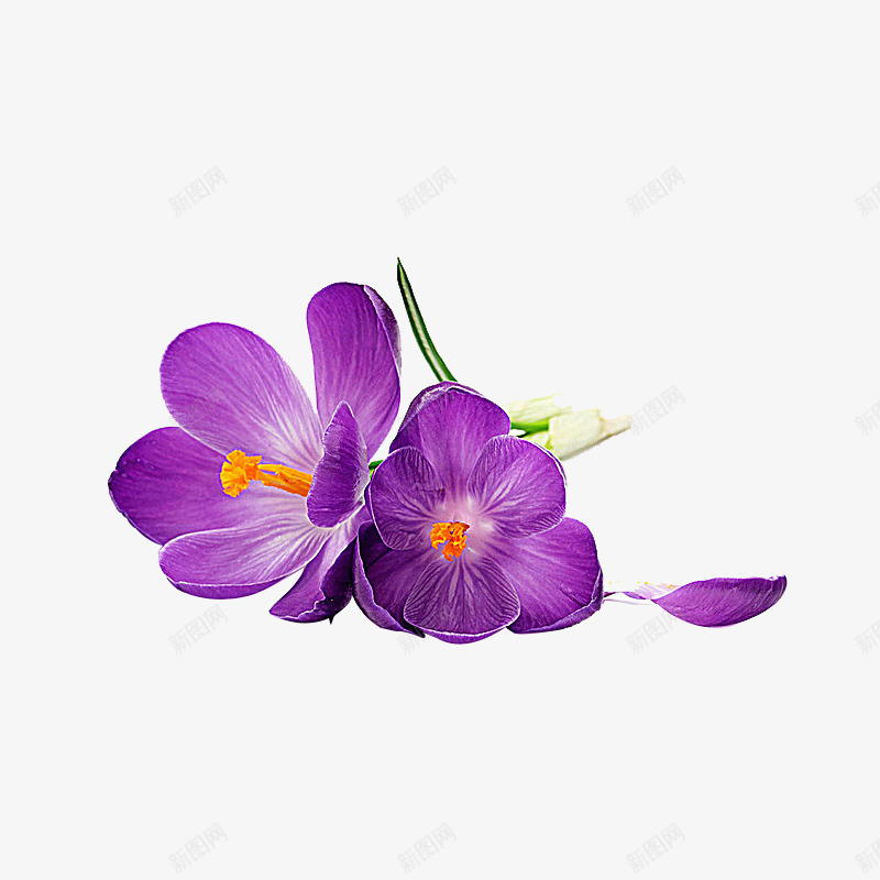 紫色蝴蝶兰png免抠素材_新图网 https://ixintu.com 植物 精美蝴蝶兰 紫色 花卉 花朵 蝴蝶兰