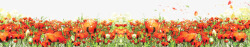 花丛免费玫瑰花从背景高清图片