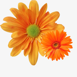 重阳节橙色菊花朵装饰免素材