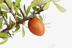 果实树成熟的坚果高清图片